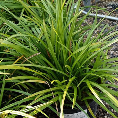 Carex mor. Irish Green - image 1