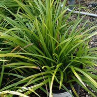 Carex mor. Irish Green