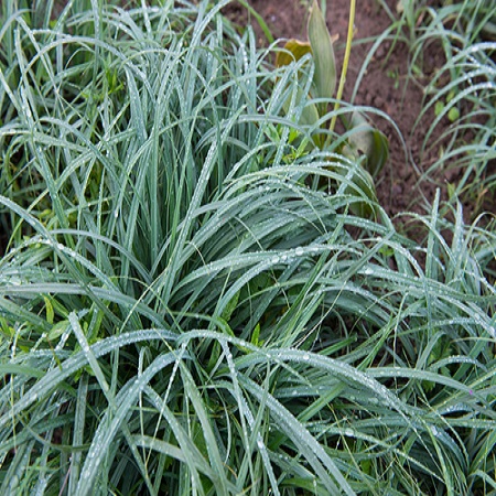 Carex mor. Irish Green