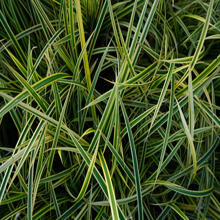 Carex osh. Everest