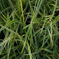 Carex osh. Everest