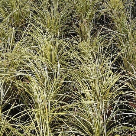 Carex osh. Evergold
