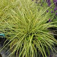 Carex osh. Evergold
