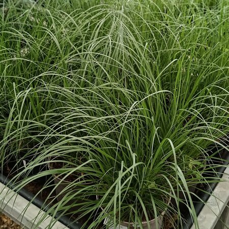 Carex osh. Evergreen