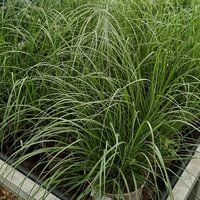 Carex osh. Evergreen