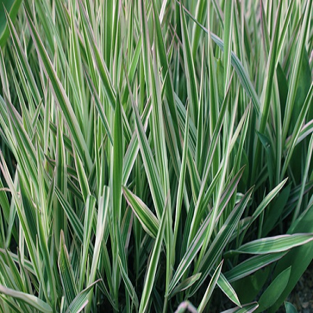 Carex osh. Evergreen