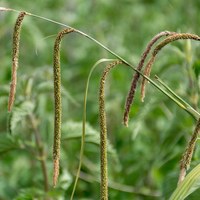 Carex pendula | Tendercare