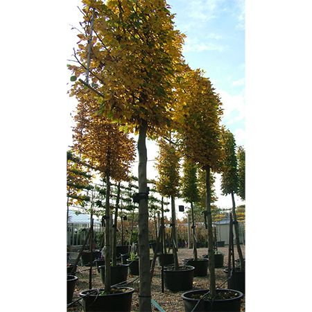 Carpinus betulus
