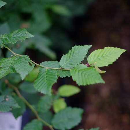 Carpinus betulus