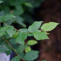 Carpinus betulus