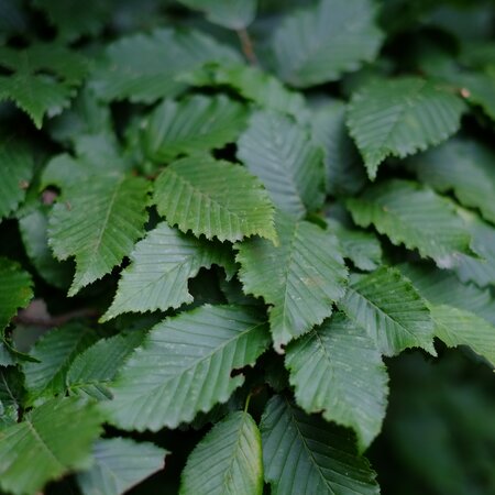 Carpinus betulus