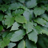 Carpinus betulus