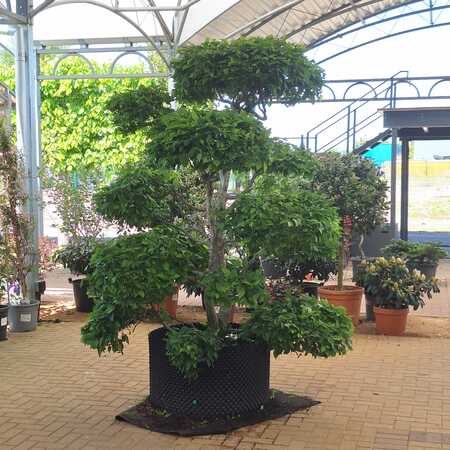 Carpinus betulus | Order online @ Tendercare
