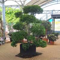 Carpinus betulus | Order online @ Tendercare