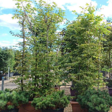 Carpinus betulus - image 1