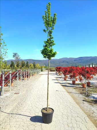Carpinus betulus