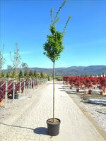 Carpinus betulus