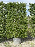 Carpinus betulus