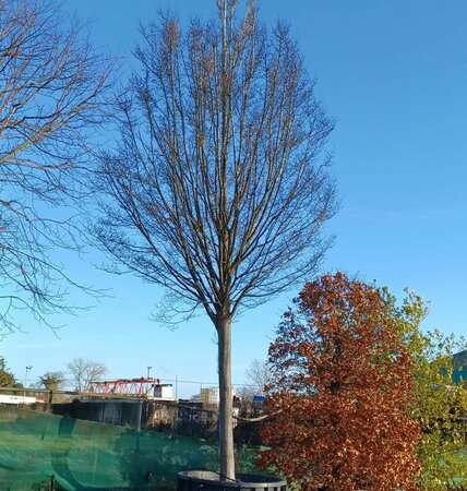 Carpinus betulus Fastigiata