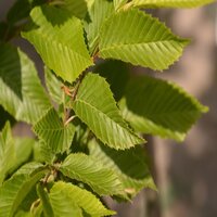 Carpinus betulus Fastigiata