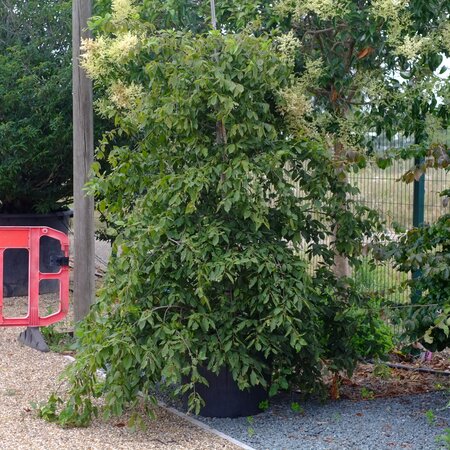 Carpinus betulus Pendula