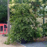 Carpinus betulus Pendula