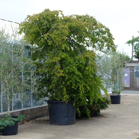 Carpinus betulus Pendula