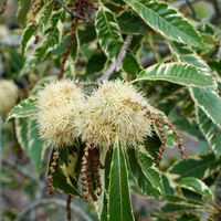 Castanea sat. Variegata - image 3