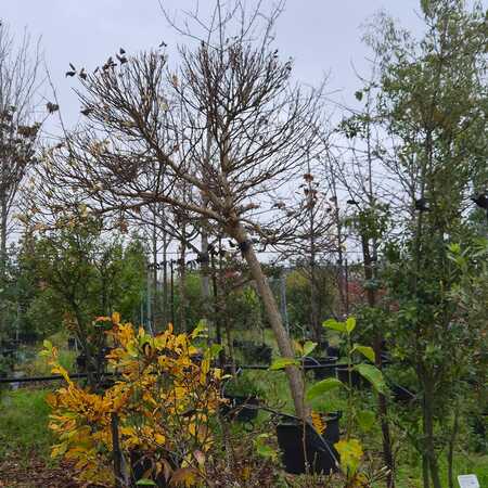 Catalpa bignonioides Aurea