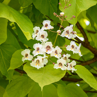 Catalpa bignonioides Aurea | Order online @ Tendercare