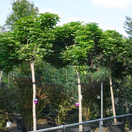 Catalpa bignonioides Nana