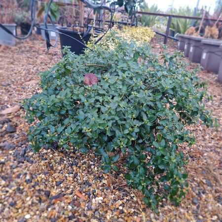Ceanothus thyrsiflorus repens