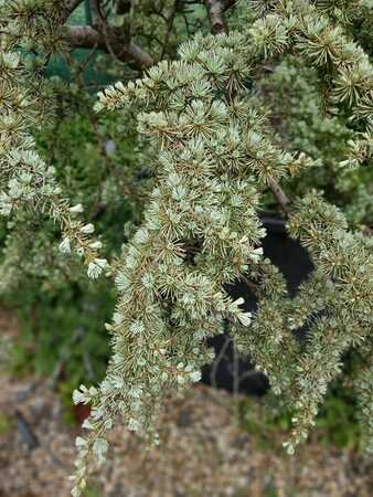 Cedrus atl. Glauca | Order online @ Tendercare