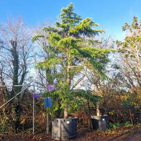 Cedrus deodara | Order online @ Tendercare