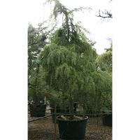 Cedrus deodara | Order online @ Tendercare