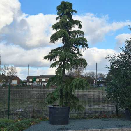 Cedrus deodara | Order online @ Tendercare