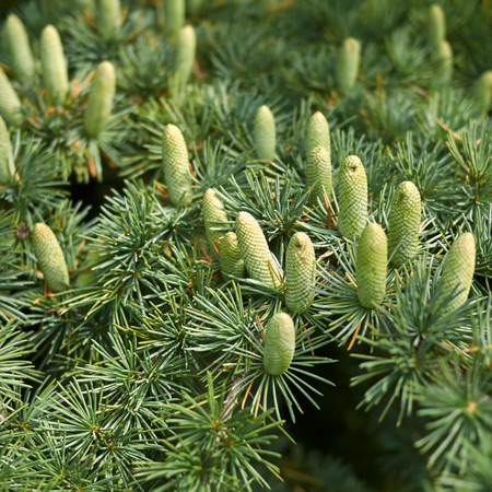 Cedrus deodara | Order online @ Tendercare