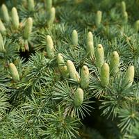 Cedrus deodara | Order online @ Tendercare