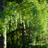 Cedrus deodara Aurea