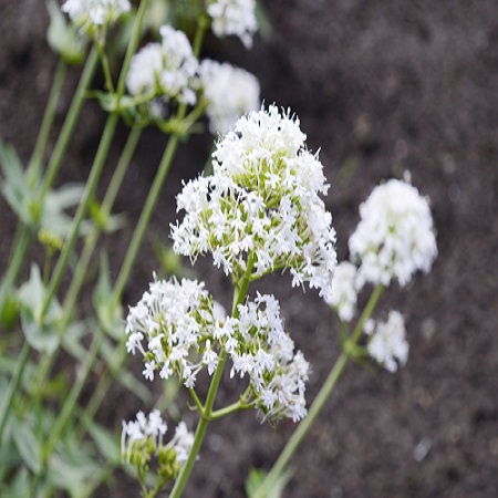 Centranthus rub. albus