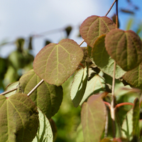 Cercidiphyllum japonicum