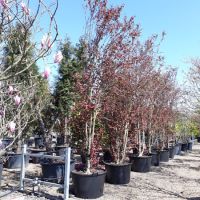 Cercidiphyllum japonicum - image 1