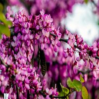 Cercis siliquastrum