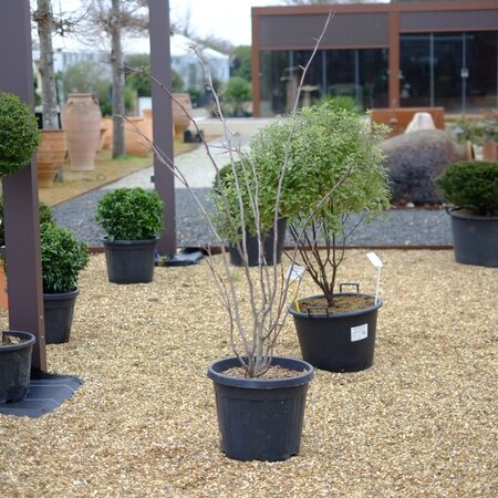 Cercis siliquastrum - image 2