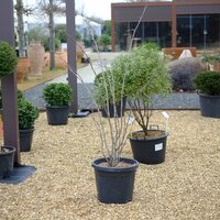 Cercis siliquastrum - image 2