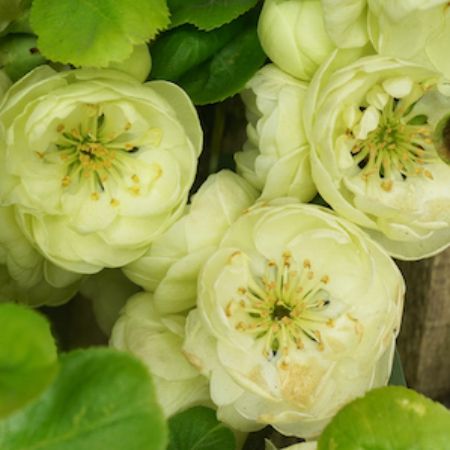 Chaenomeles speciosa Kinshiden