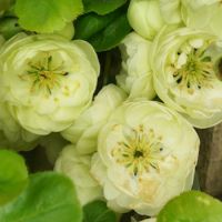 Chaenomeles speciosa Kinshiden