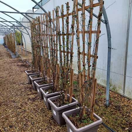 Chaenomeles speciosa Kinshiden