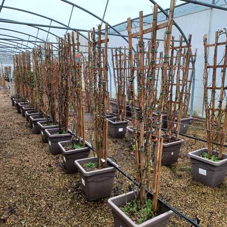 Chaenomeles speciosa Orange Storm