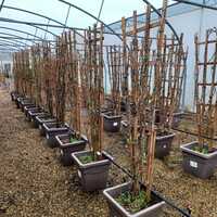 Chaenomeles speciosa Orange Storm